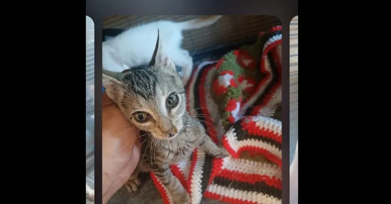 A baby small-sized female Gray / Blue / Silver Domestic Short Hair cat named Monkey for adoption in Thatcher, AZ