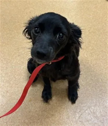 A young small-sized female Chihuahua dog named Wilma Flintstone for adoption in Martinez, CA