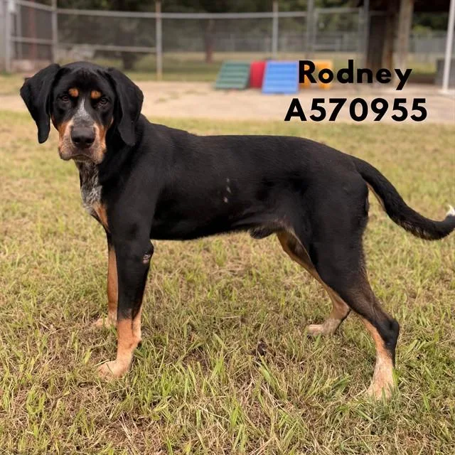 A young medium-sized male Black and Tan Coonhound dog named Rodney for adoption in Huntsville, AL