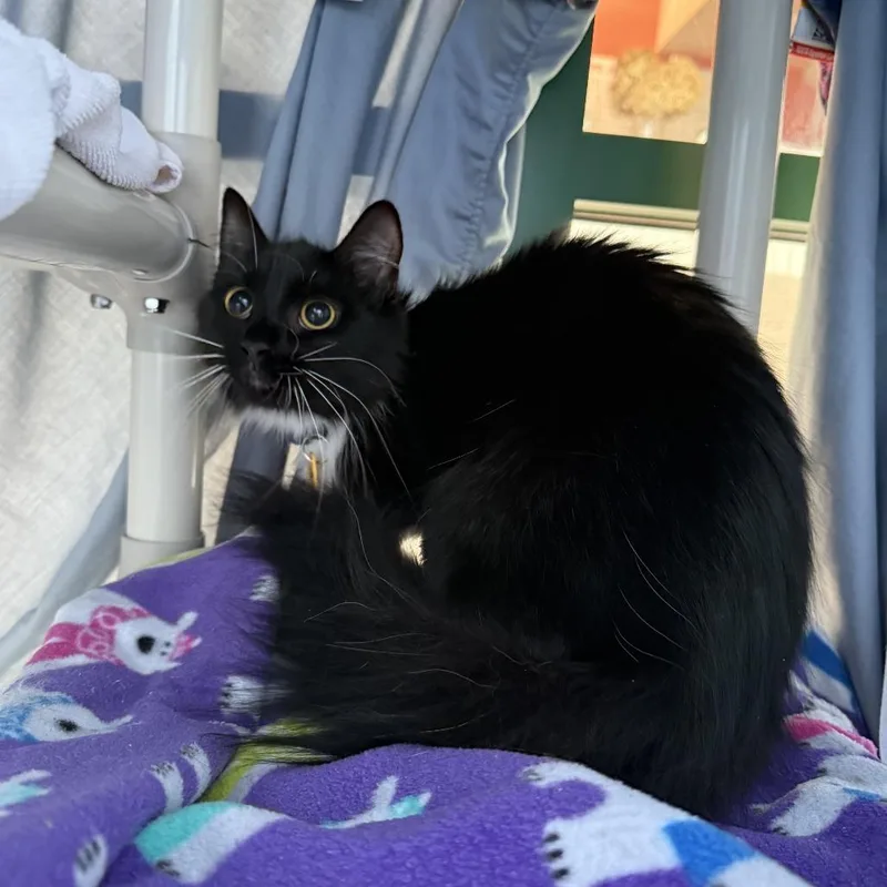 A young medium-sized female Black Domestic Long Hair cat named Goose Rocks for adoption in Springfield, MA