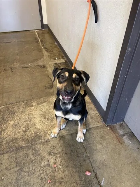 A young medium-sized female German Shepherd Dog dog named Maggie for adoption in Ontario, CA