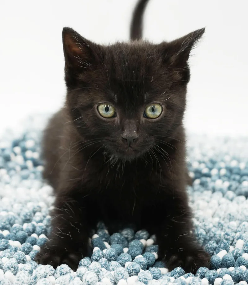 A baby small-sized male Black Bombay cat named Spike is going to for adoption in Bedford Hills, NY