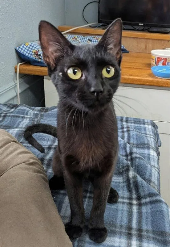 A young medium-sized female Black Domestic Short Hair cat named Nike for adoption in Ocala, FL