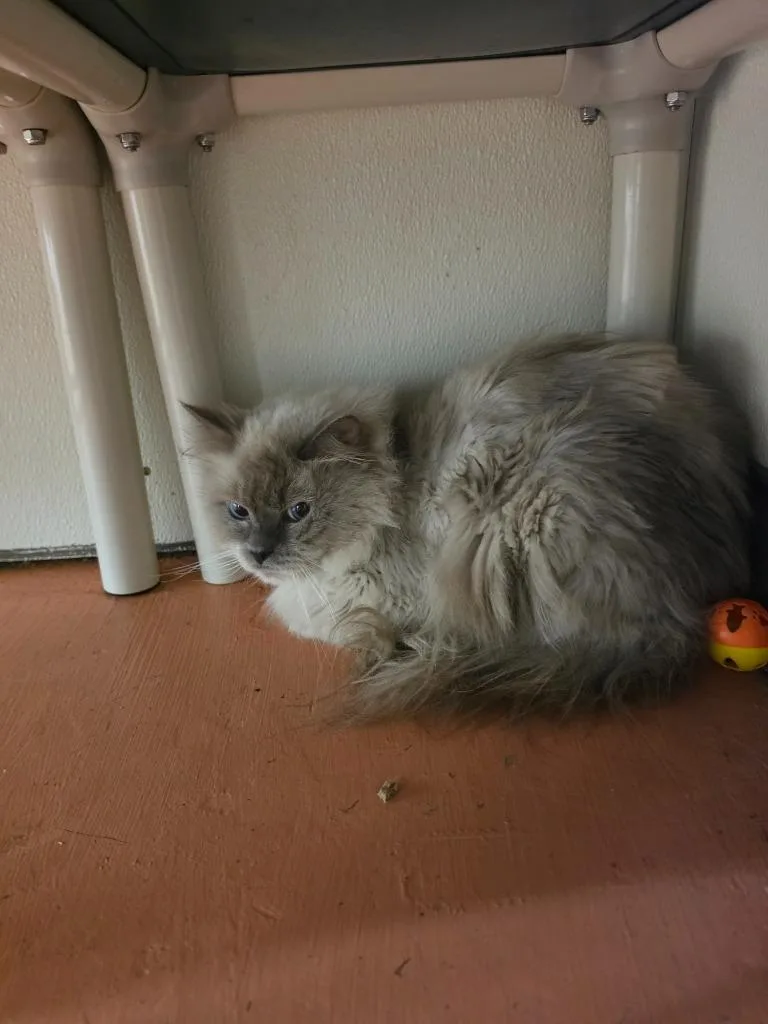 A young medium-sized male Ragdoll cat named Snickers for adoption in Sidney, NY