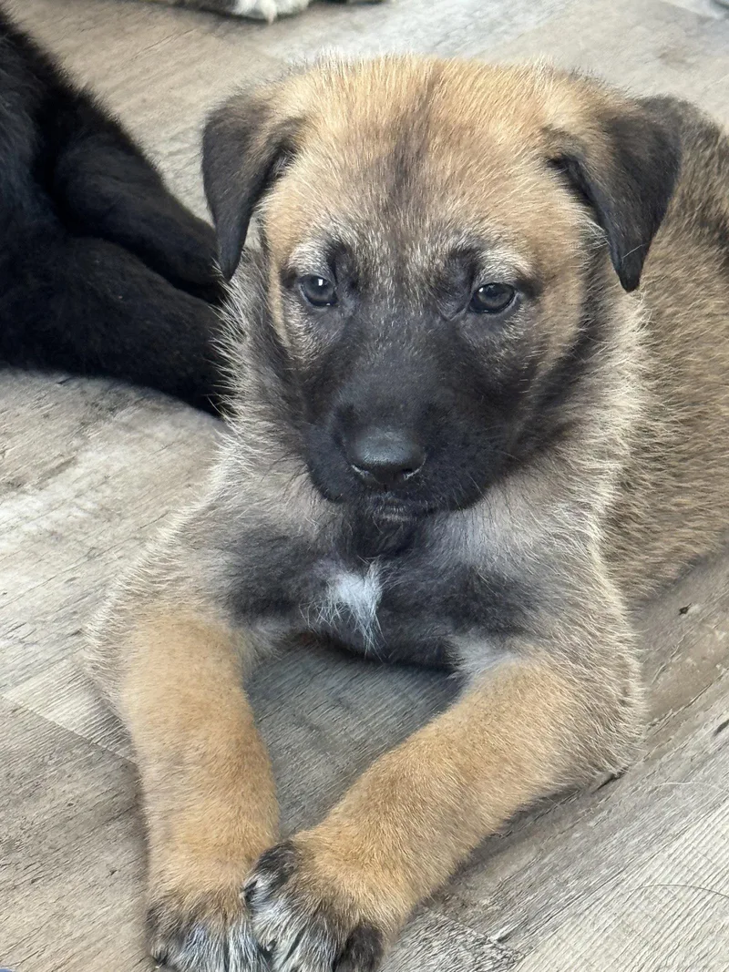 Rosie's Puppy Poppy thumbnail 2