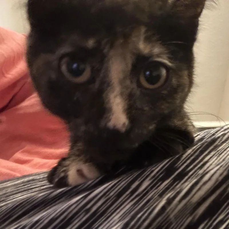 A baby small-sized female Domestic Short Hair cat named Jello for adoption in Cumming, GA
