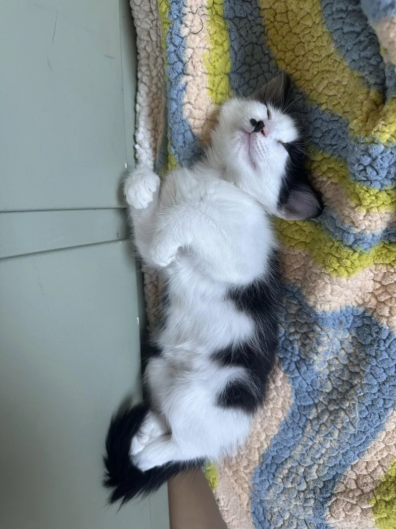 A baby small-sized male Maine Coon cat named Charlie BONDED with Charlotte for adoption in Phoenix, AZ