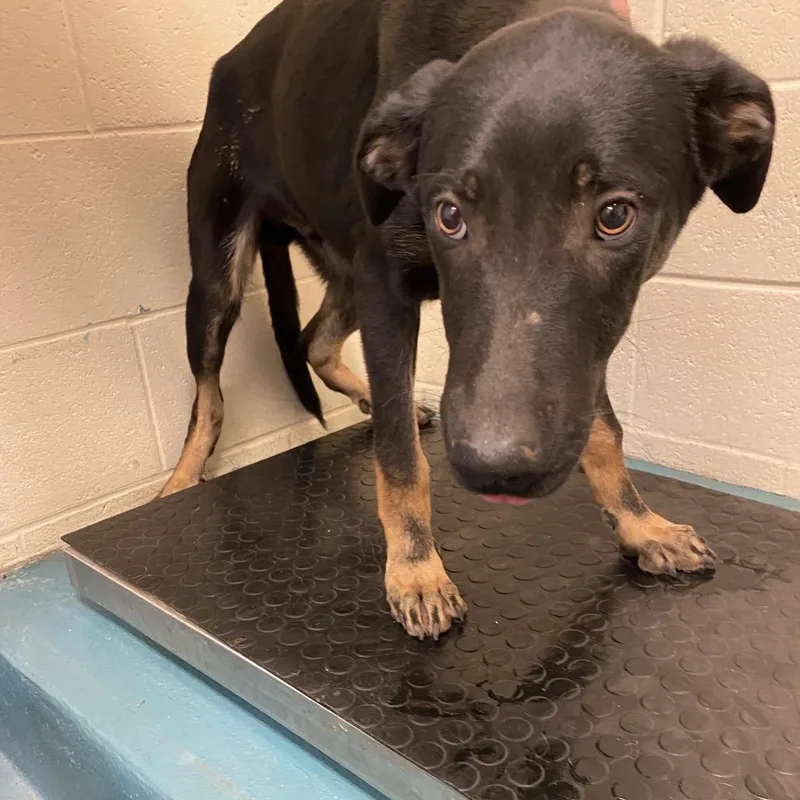 A young medium-sized male Black Mixed Breed dog named Rio for adoption in Bartlett, TN