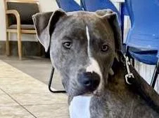 An adult large-sized male Brindle Mixed Breed dog named Armani for adoption in Georgetown, TX