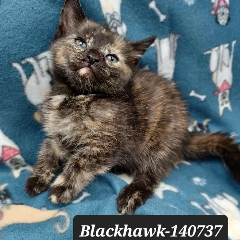 A baby small-sized female Domestic Short Hair cat named Blackhawk for adoption in New Tazewell, TN