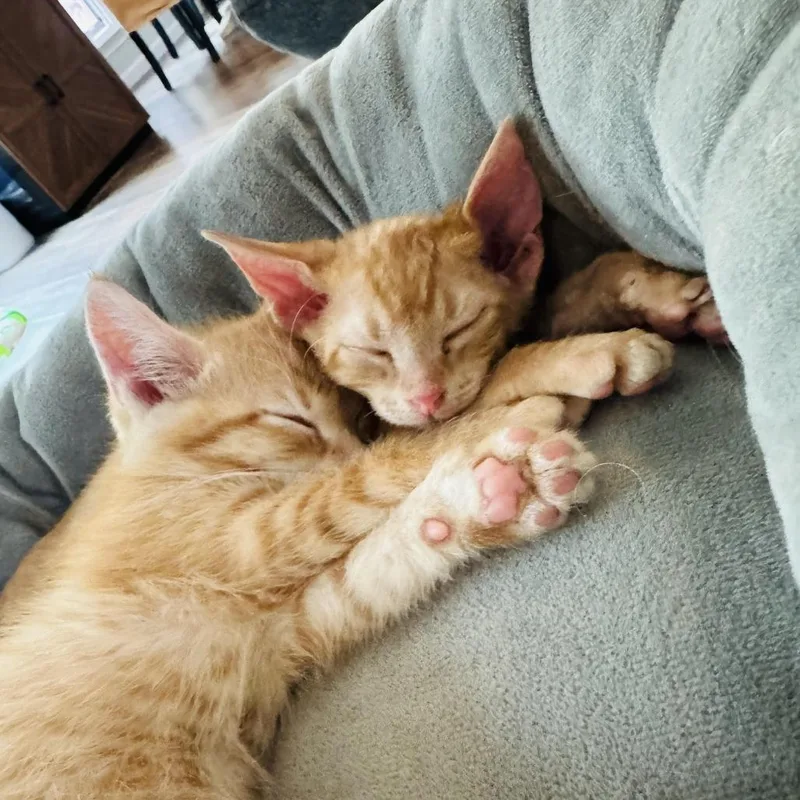 A baby small-sized male Orange / Red Domestic Short Hair cat named Tango And Sunny for adoption in Fort Worth, TX