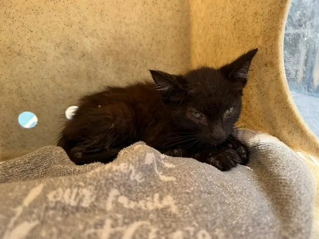 A baby small-sized male Domestic Short Hair cat named Fiero for adoption in Baldwin Park, CA