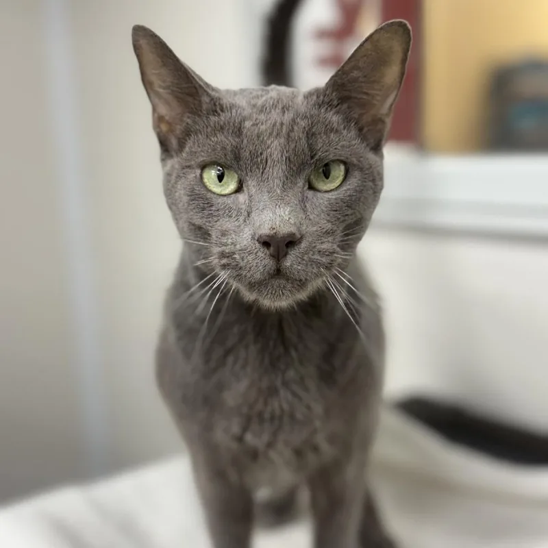 A senior medium-sized male Gray / Blue / Silver Domestic Short Hair cat named Leonardo for adoption in Ridgely, MD