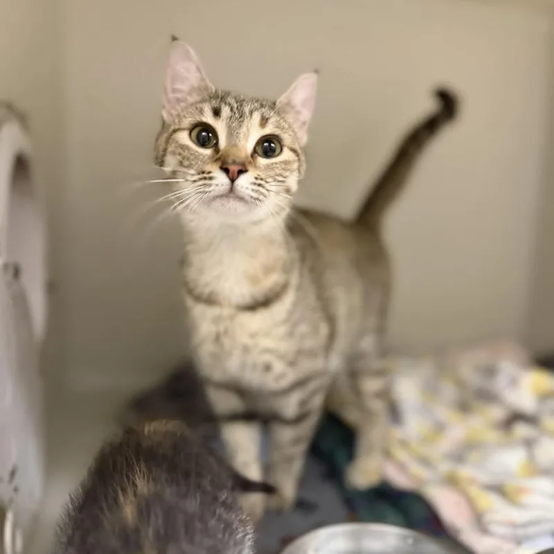 An adult medium-sized female Brown / Chocolate Domestic Short Hair cat named Vanilla Bean for adoption in Pawling, NY