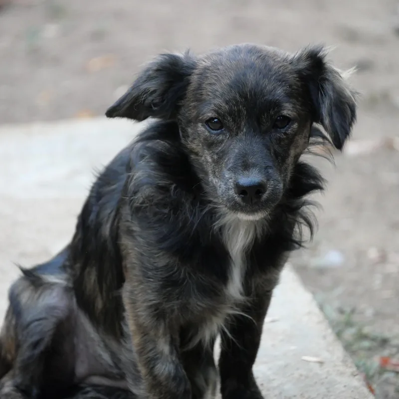 A baby small-sized female Dachshund (Long Haired) dog named Osoro for adoption in Boulder, CO