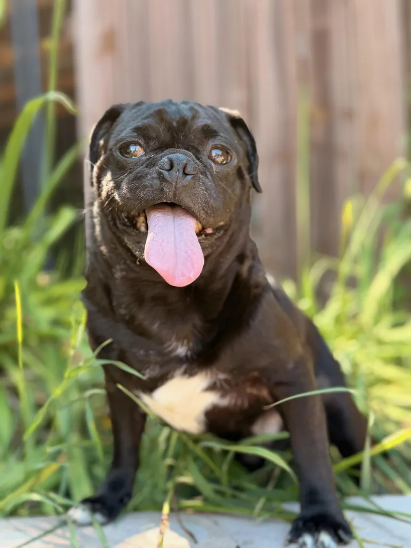An adult small-sized male Black Pug dog named Stubby for adoption in North Freedom, WI