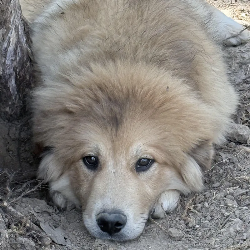 Sunflower thumbnail 2