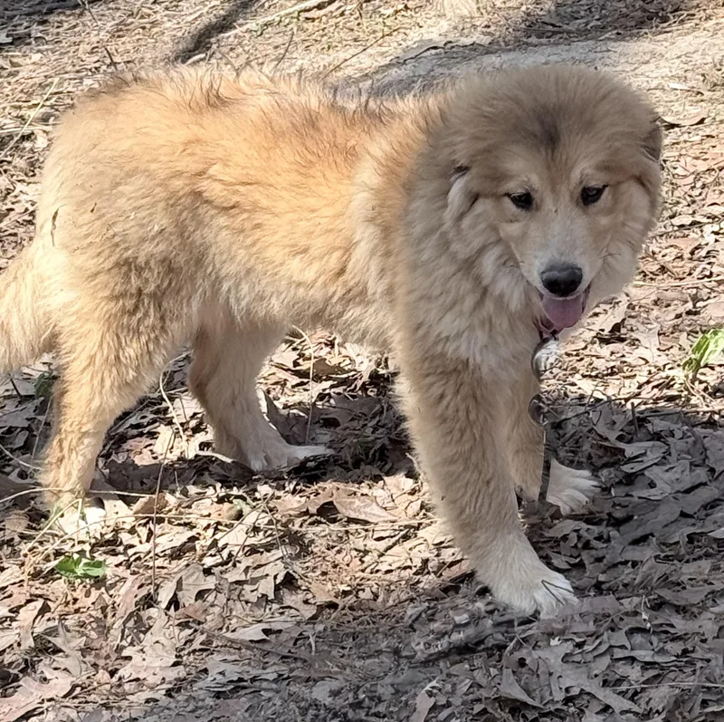 Sunflower thumbnail 3