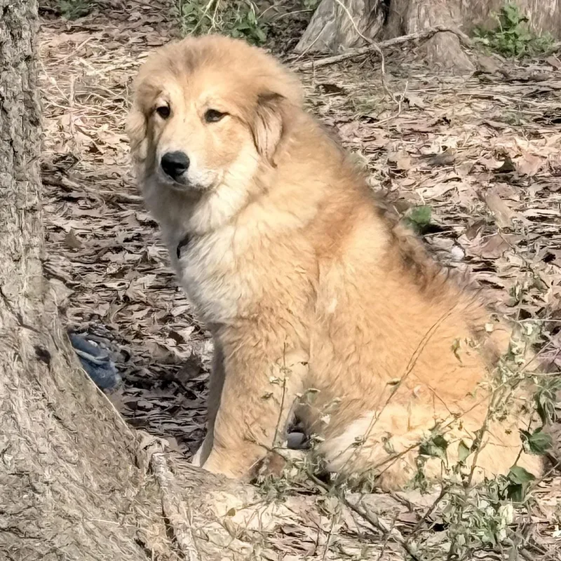 Sunflower thumbnail 5