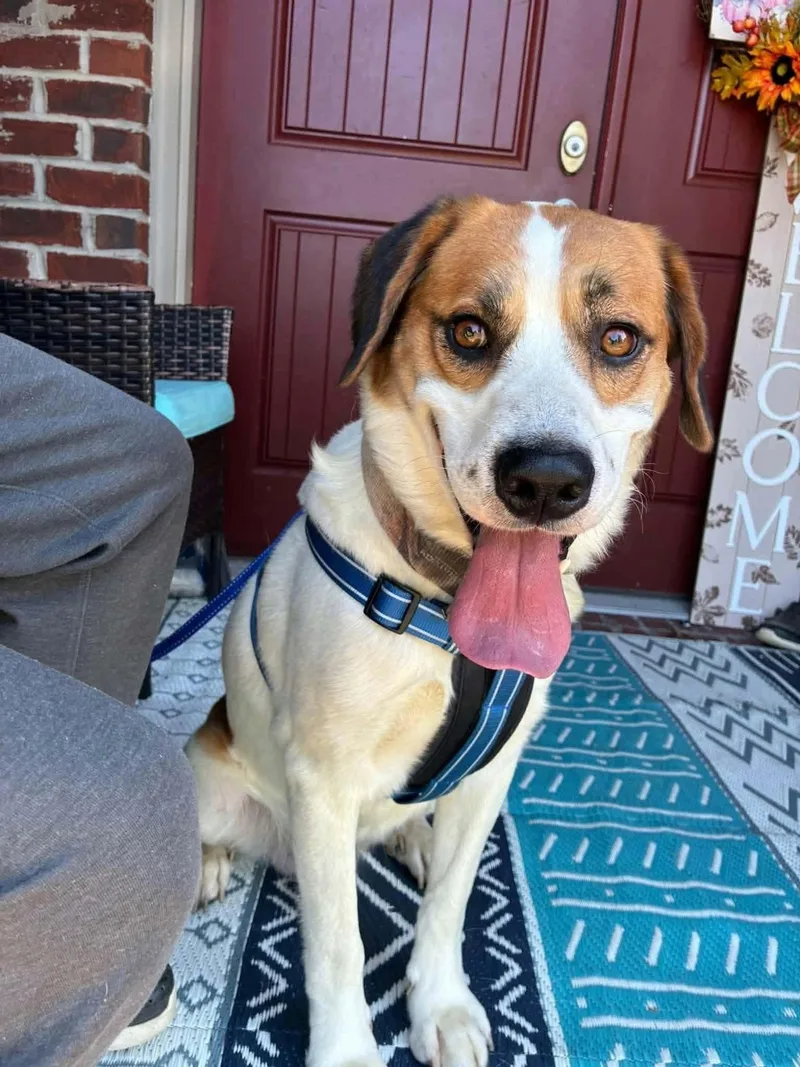 A young medium-sized male Hound dog named Mayo for adoption in Westwood, NJ