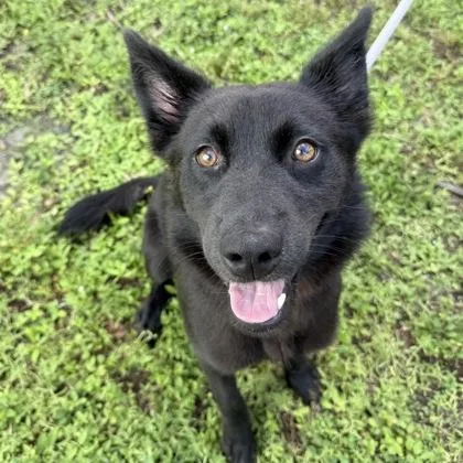 An adult large-sized female Collie dog named Willow for adoption in Largo, FL