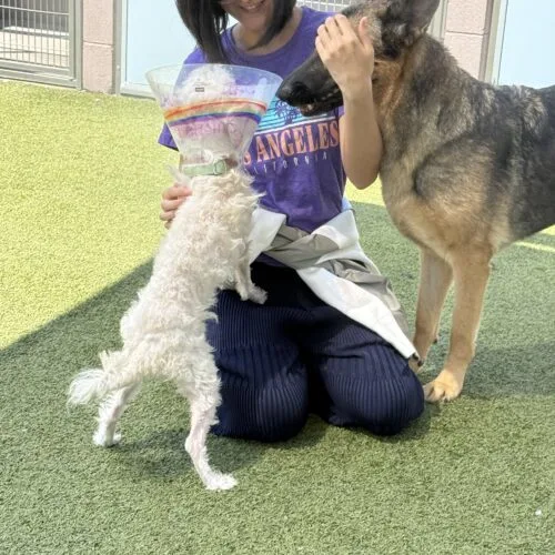 An adult medium-sized female German Shepherd Dog dog named Athena for adoption in Phoenix, AZ