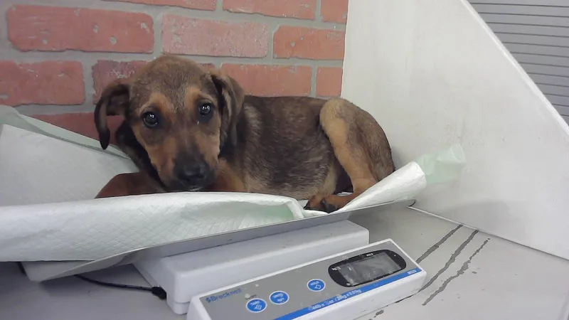 A baby small-sized male German Shepherd Dog dog named Bobby for adoption in Houston, TX