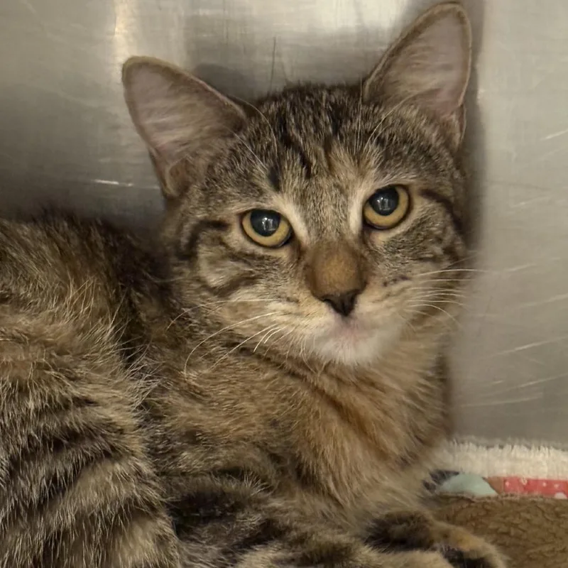 Quillson thumbnail 2