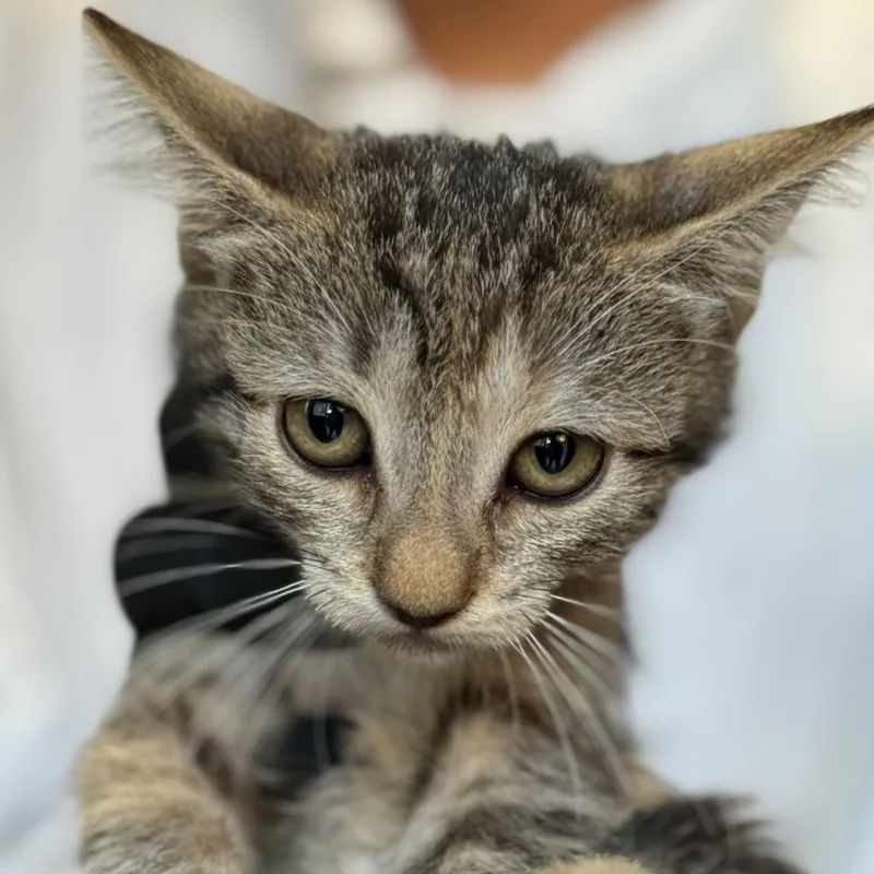 Quillson thumbnail 3