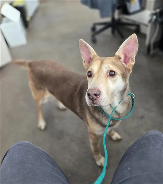 A senior medium-sized female Mixed Breed dog named Layla for adoption in Dallas, TX