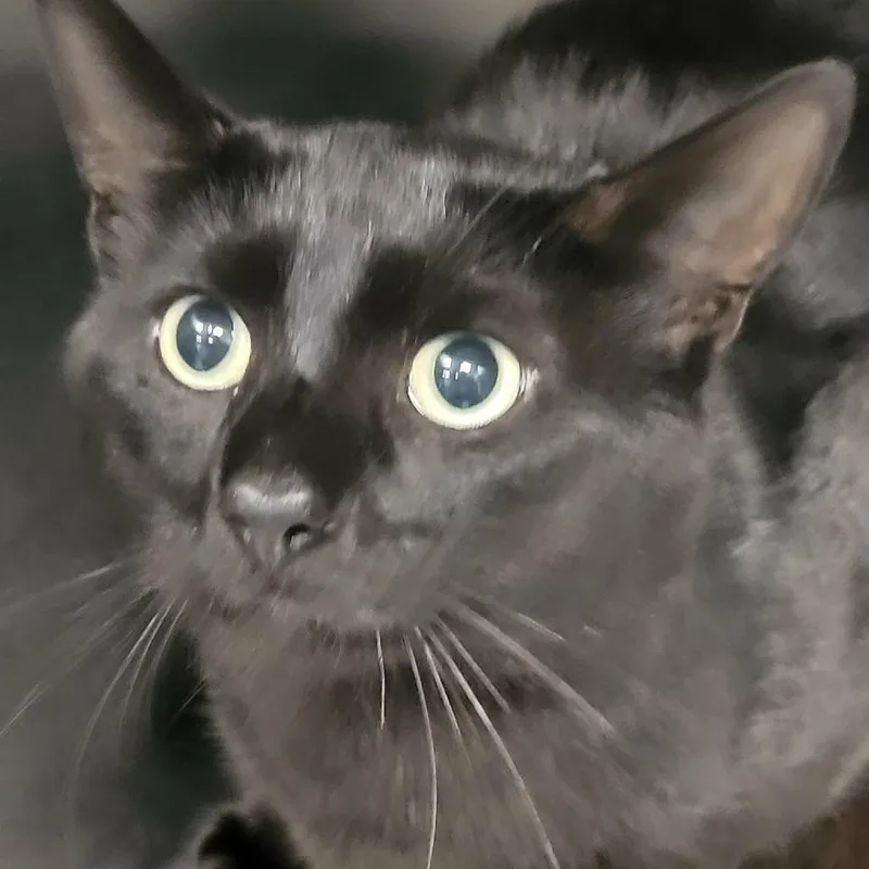 An adult large-sized male Black Domestic Short Hair cat named Arthur for adoption in Martinsville, VA
