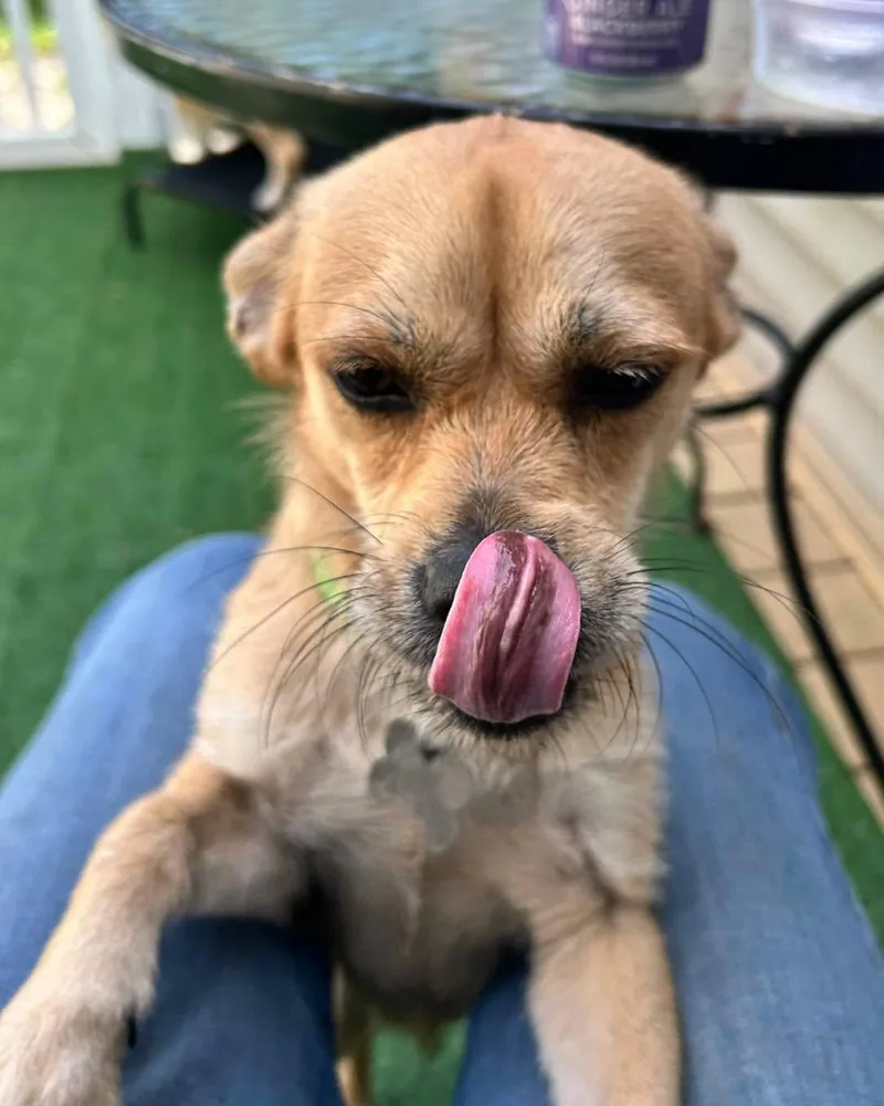 A young small-sized male Apricot / Beige Terrier dog named Trent for adoption in Winsted, CT