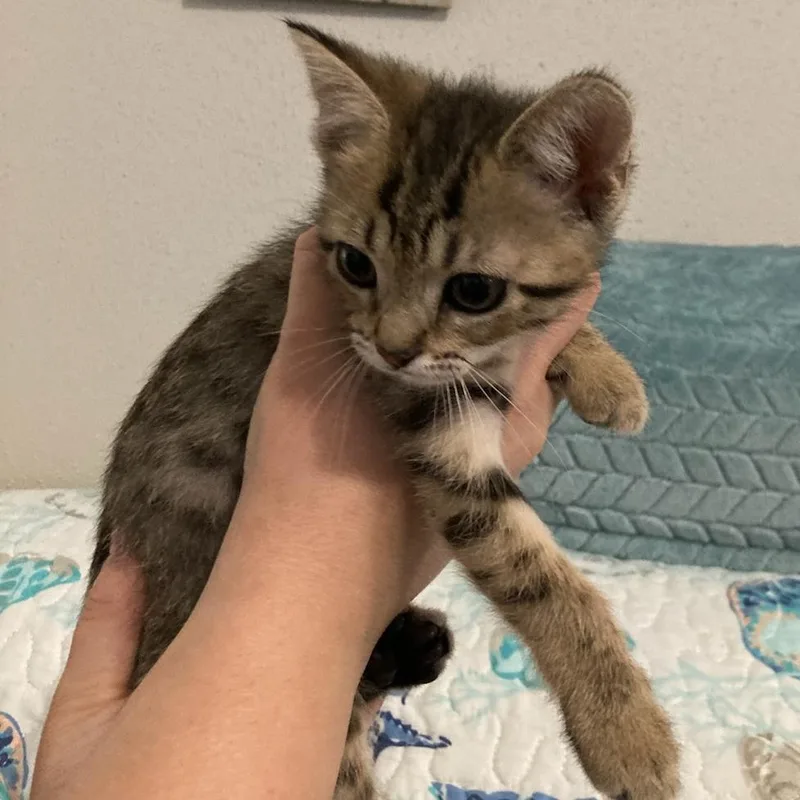 A baby small-sized female Brown / Chocolate Domestic Short Hair cat named Tabbytha for adoption in Webster, TX