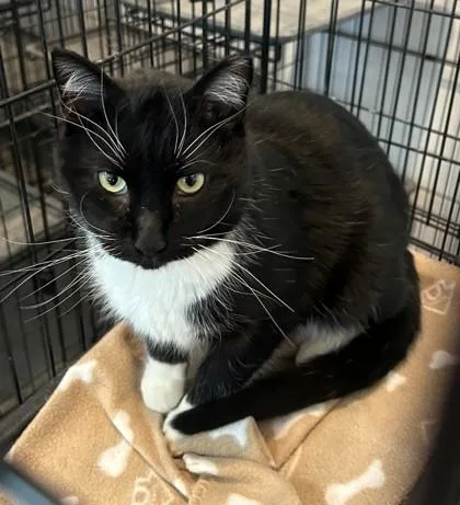 An adult medium-sized male Domestic Short Hair cat named Felix for adoption in Shawano, WI