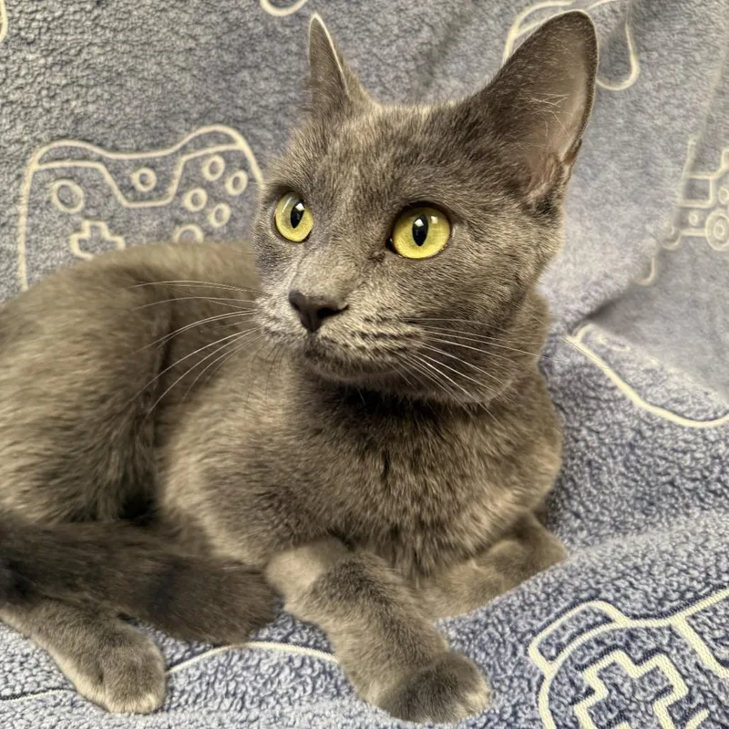 An adult medium-sized female Gray / Blue / Silver Domestic Short Hair cat named Ketchup for adoption in Hawthorne, CA