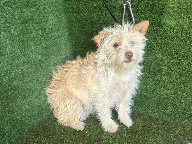 A young medium-sized female Terrier dog named Snow for adoption in Lancaster, CA