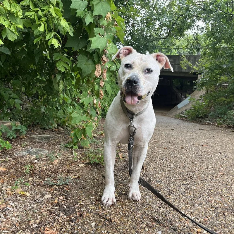 An adult medium-sized female White / Cream Pit Bull Terrier dog named Angie for adoption in Austin, TX