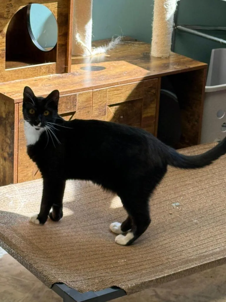 A young medium-sized male Domestic Short Hair cat named Moolander for adoption in Chillicothe, OH
