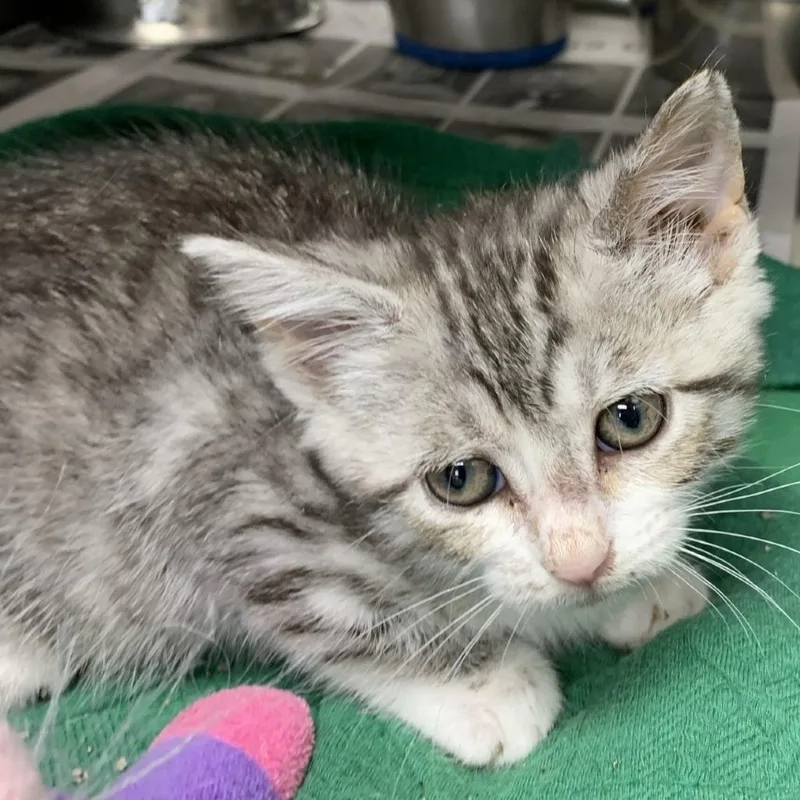 A young medium-sized female Gray / Blue / Silver Domestic Short Hair cat named Retro Dance Moves for adoption in Austin, TX