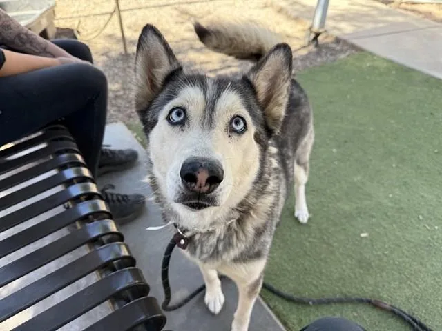 An adult large-sized female Siberian Husky dog named Sylvia for adoption in Phoenix, AZ