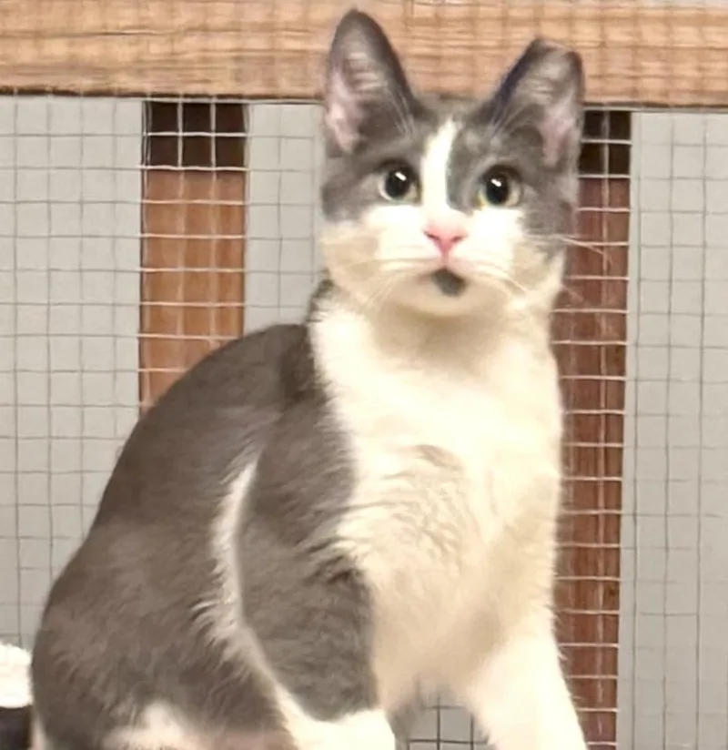A baby small-sized male Gray & White Domestic Short Hair cat named Kai for adoption in Sedalia, MO
