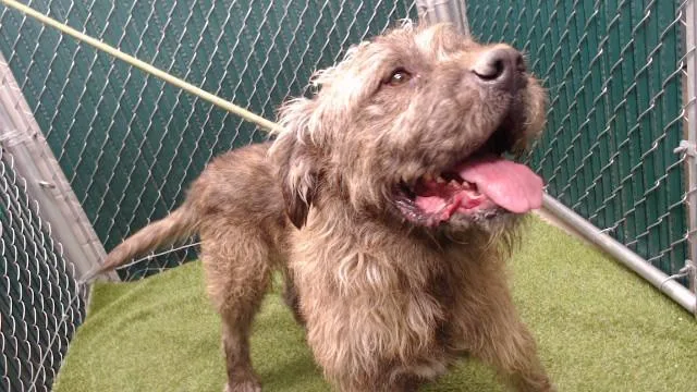 An adult large-sized male Terrier dog named Chewy for adoption in Downey, CA