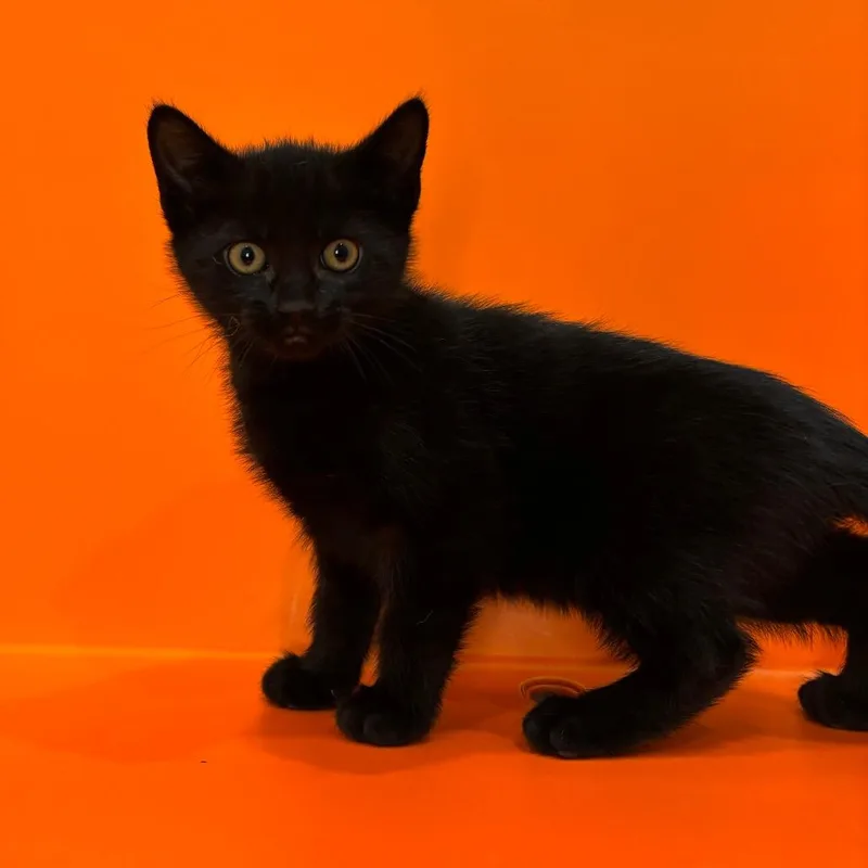 A baby small-sized male Black Domestic Short Hair cat named Perch for adoption in Washington Township, OH