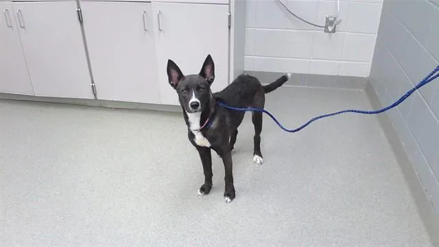 A young small-sized female Labrador Retriever dog named Relic for adoption in Omaha, NE