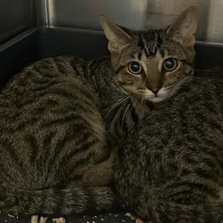 A baby small-sized female Gray / Blue / Silver Domestic Short Hair cat named Ruby for adoption in Knoxville, TN