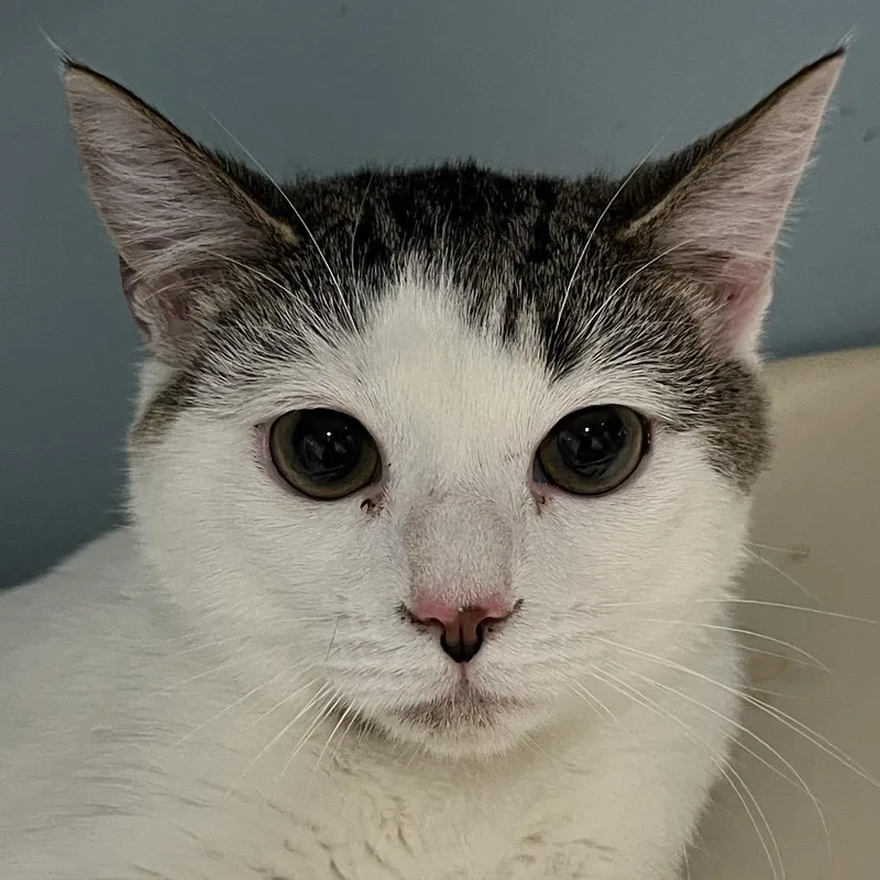 An adult medium-sized female White Domestic Short Hair cat named Citrine for adoption in Chattanooga, TN