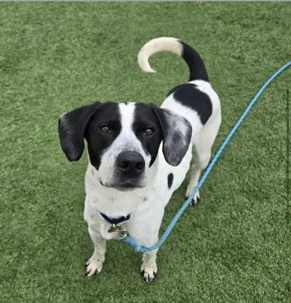 An adult medium-sized male White / Cream Hound dog named Jeb for adoption in Downers Grove, IL