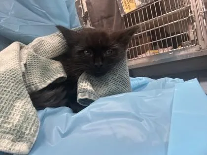 A baby small-sized male Domestic Long Hair cat named Voyager for adoption in Roseville, CA