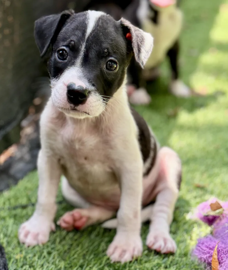 A baby medium-sized female White / Cream Mixed Breed dog named Dazzle for adoption in Proctorville, OH