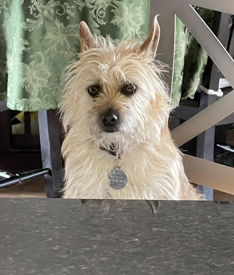 An adult small-sized female Glen of Imaal Terrier dog named Kelcee for adoption in West Richland, WA